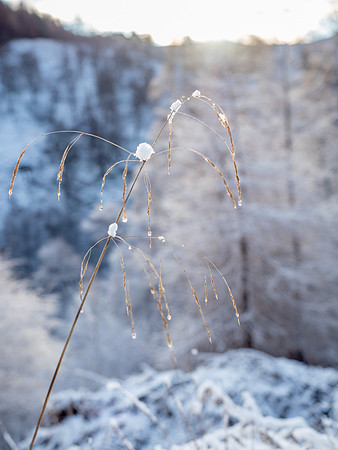 Snow in the Glen