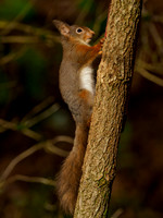 Red Squirrel Feeder