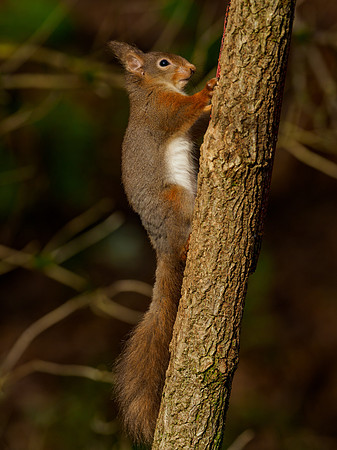 Red Squirrel Feeder