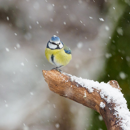 Blue Tit (Cyanistes caeruleus)