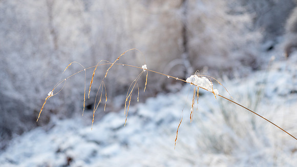 Snow in the Glen