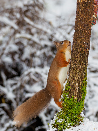 Red Squirel (Sciurus vulgaris)