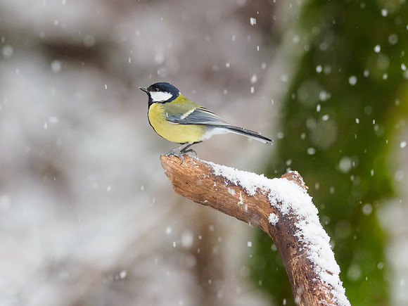 Great Tit (Parus major)