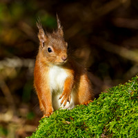 Red Squirel (Sciurus vulgaris)