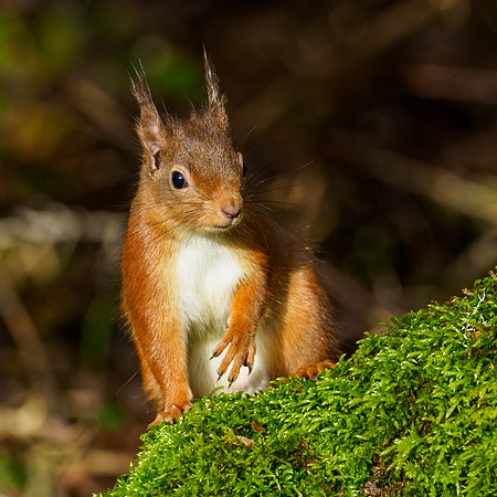 Red Squirel (Sciurus vulgaris)