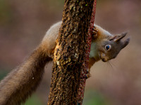 Red Squirrel (Sciurus vulgaris)