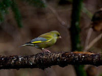 Garden Birds