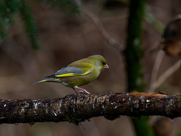 Garden Birds