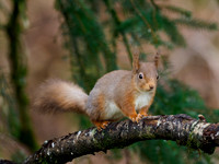 Red Squirel (Sciurus vulgaris)