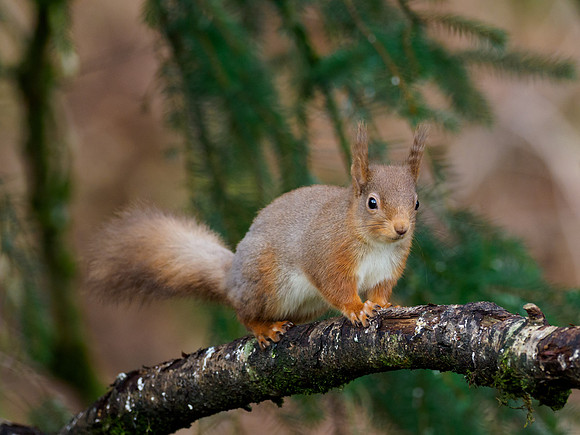 Red Squirel (Sciurus vulgaris)