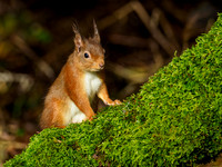 Red Squirel (Sciurus vulgaris)