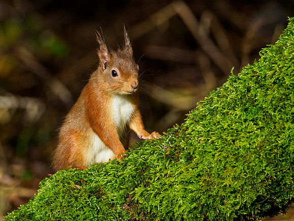 Red Squirel (Sciurus vulgaris)