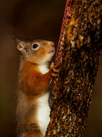 Red Squirel (Sciurus vulgaris)
