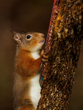 Red Squirel (Sciurus vulgaris)