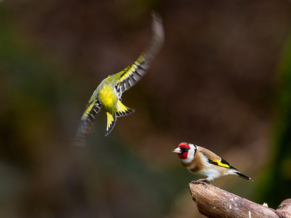 Goldfinch (Carduelis carduelis)
