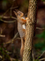 Red Squirrel