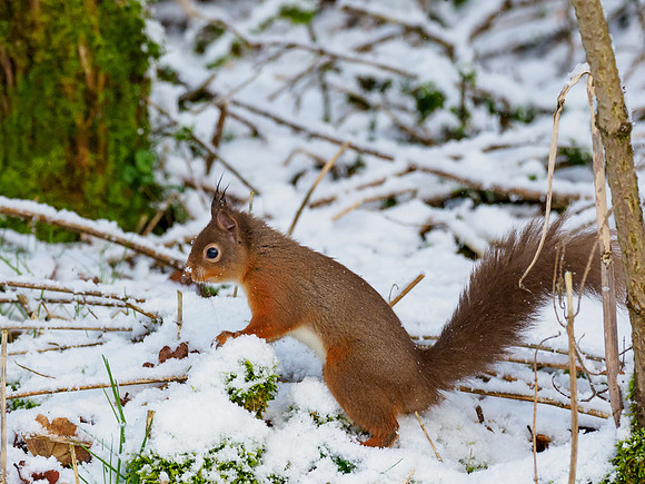 Red Squirel (Sciurus vulgaris)