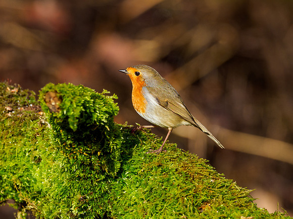 Robin (Erithacus rubecula)