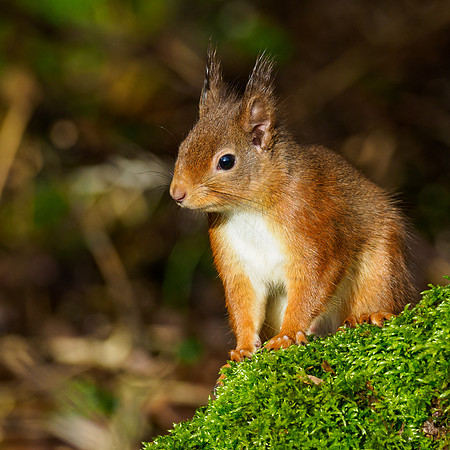 Red Squirel (Sciurus vulgaris)