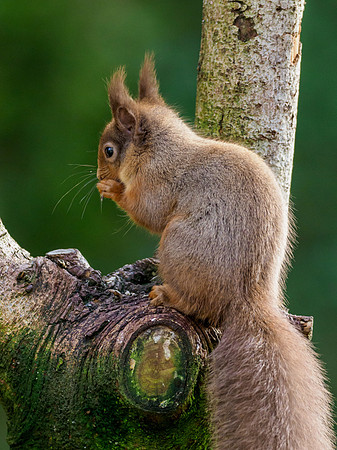 Red Squirel (Sciurus vulgaris)