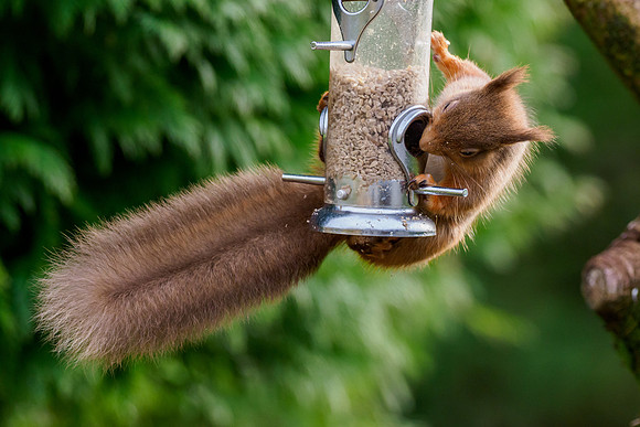 Red Squirel (Sciurus vulgaris)