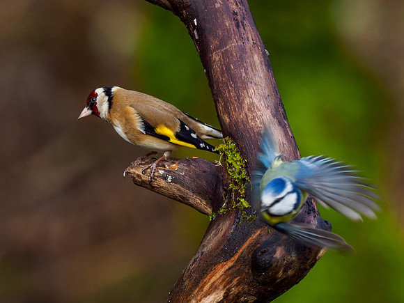 Goldfinch (Carduelis carduelis)