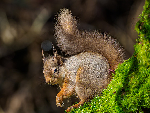 Red Squirel (Sciurus vulgaris)
