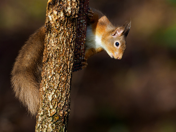 Red Squirel (Sciurus vulgaris)