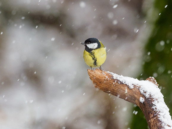 Great Tit (Parus major)