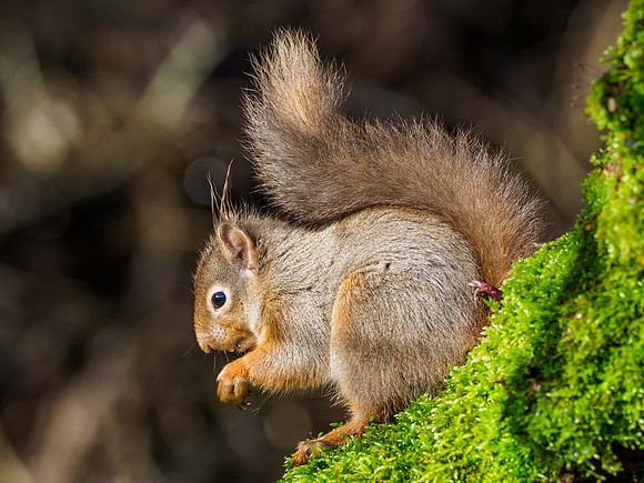 Red Squirel (Sciurus vulgaris)