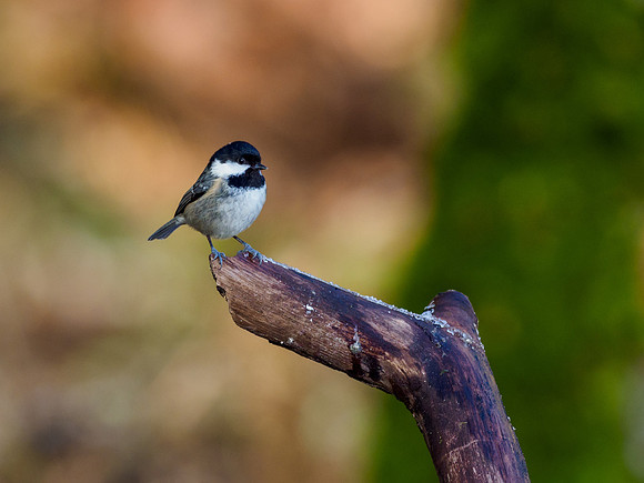 20220219-Garden Birds-EM127469