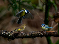 Garden Birds