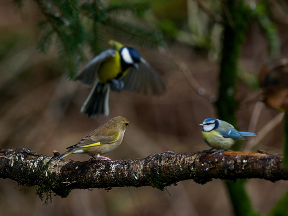Garden Birds