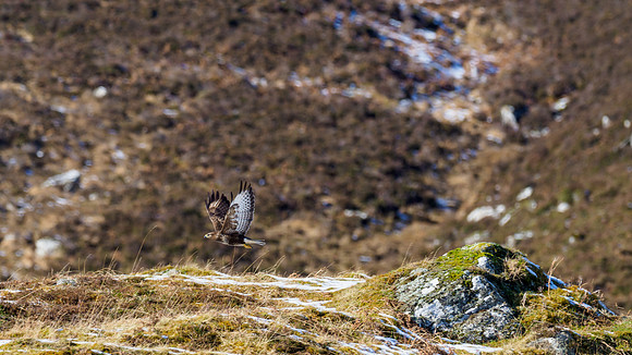 Common Buzzard (Buteo buteo)