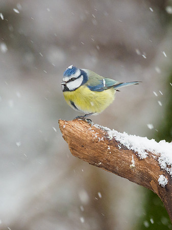 Blue Tit (Cyanistes caeruleus)