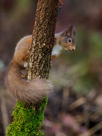 Red Squirrel (Sciurus vulgaris)