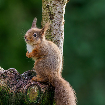 Red Squirel (Sciurus vulgaris)
