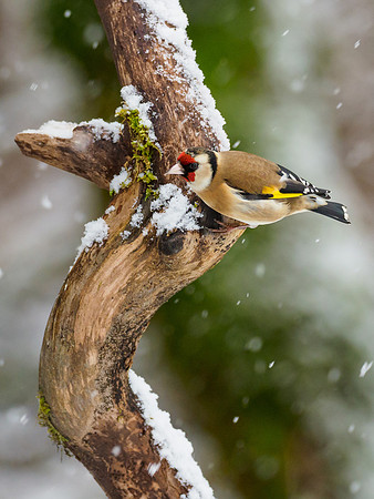 Goldfinch (Carduelis carduelis)
