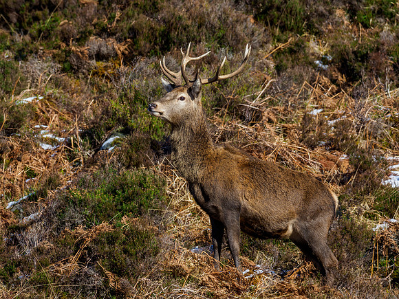 Ref Deer (Cervus elaphus)