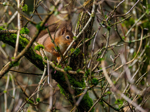 Red Squirel (Sciurus vulgaris)
