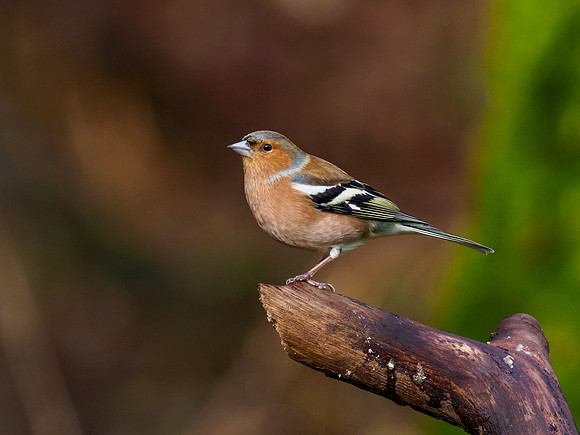 Chaffinch (Fringilla coelebs)