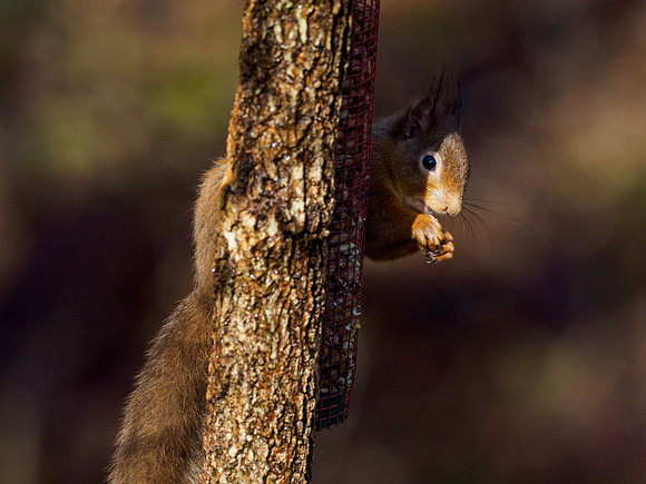 Red Squirel (Sciurus vulgaris)