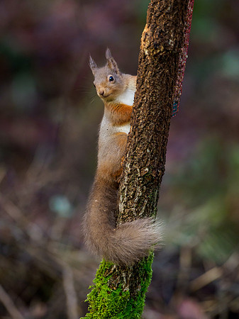Red Squirrel (Sciurus vulgaris)