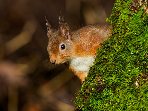 Red Squirel (Sciurus vulgaris)