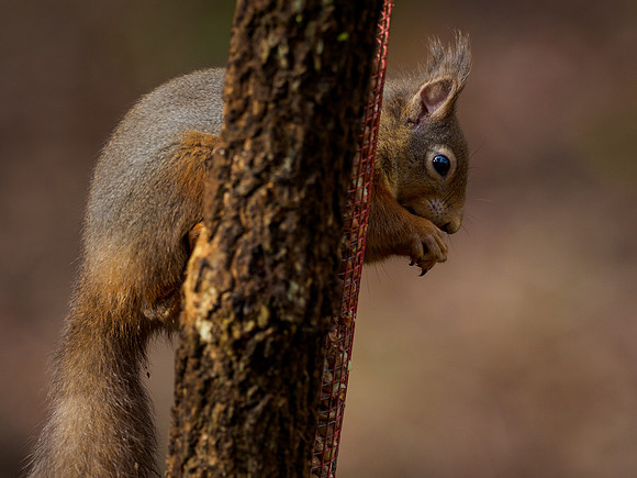 Red Squirrel (Sciurus vulgaris)