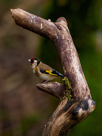 Goldfinch (Carduelis carduelis)
