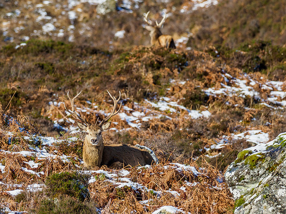 Ref Deer (Cervus elaphus)