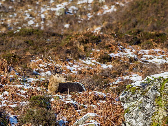 Ref Deer (Cervus elaphus)