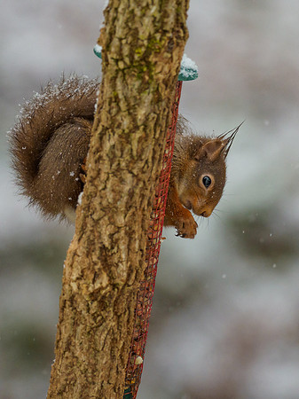 Hungry Snow Squirrel (Sciurus vulgaris)