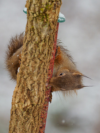 Hungry Snow Squirrel (Sciurus vulgaris)